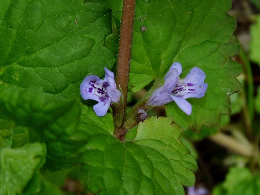 {Glechoma hederacea}